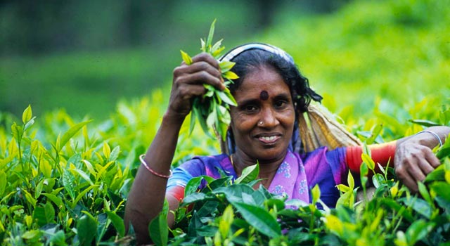 TEA PLUCKING AND USE OF SHEARS